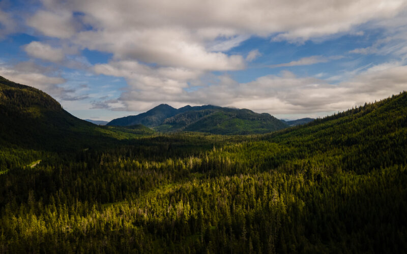 The US is stripping its forests of decades-old protections