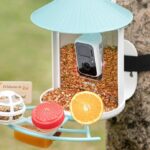 Birdfy’s smart bird feeder is down to its best-ever price for Mother’s Day