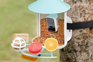 Birdfy’s smart bird feeder is down to its best-ever price for Mother’s Day